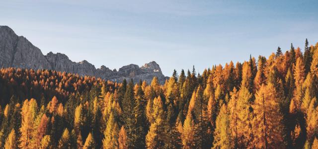 brown trees by Federica Galli courtesy of Unsplash.